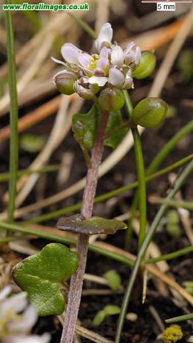 Cochlearia danica