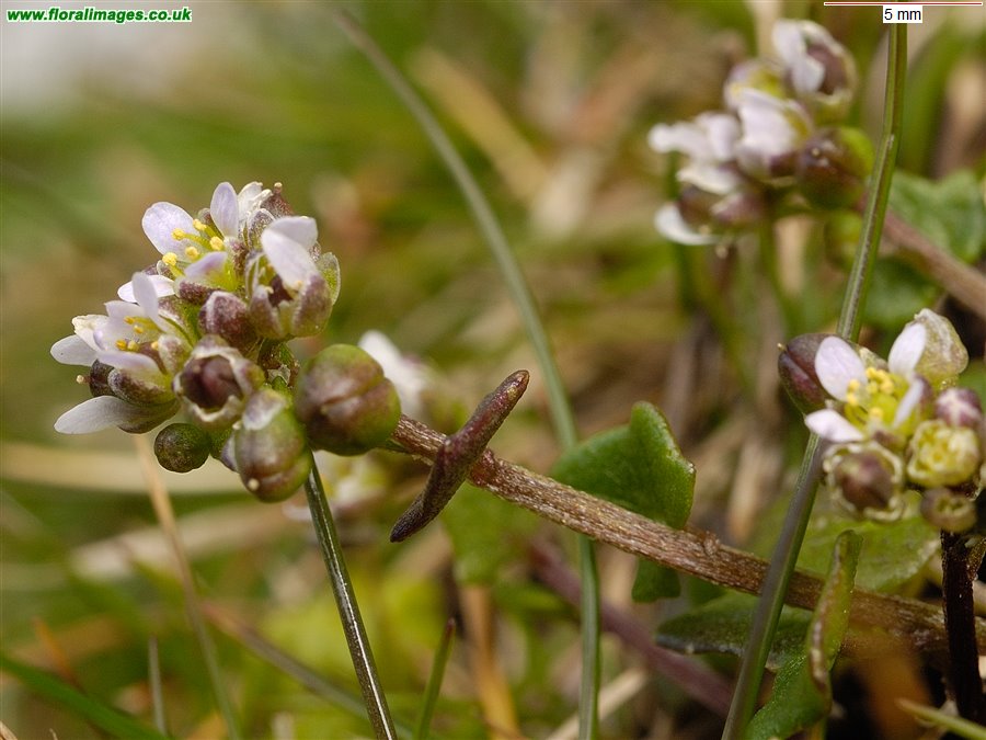 Cochlearia danica