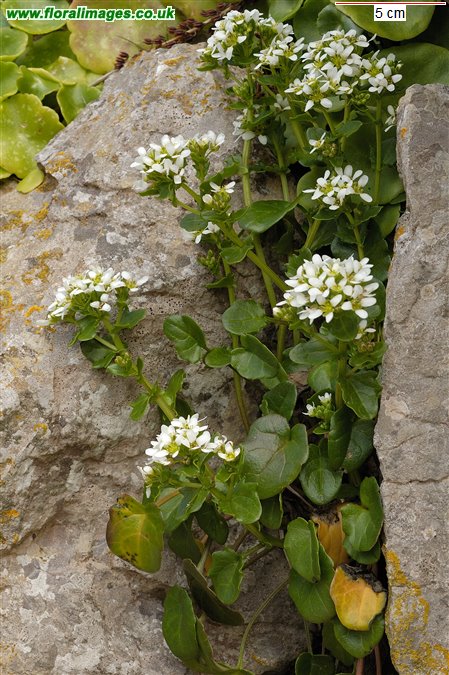 Cochlearia officinalis