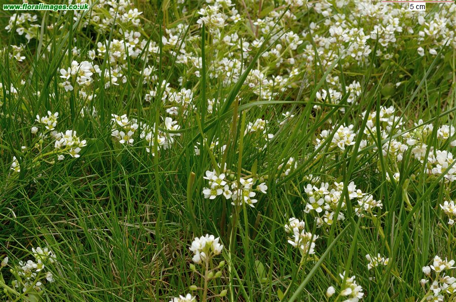 Cochlearia officinalis agg.