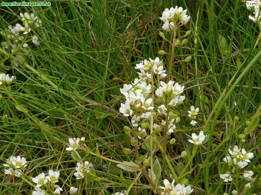 Cochlearia officinalis agg.