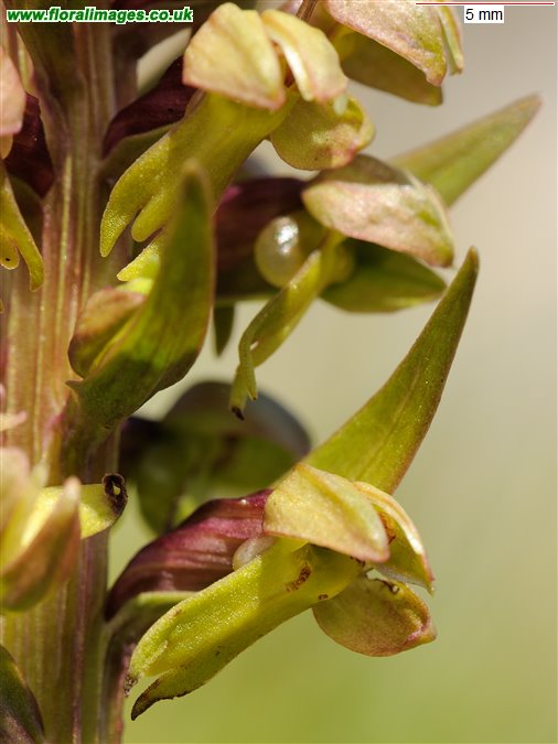 Coeloglossum viride