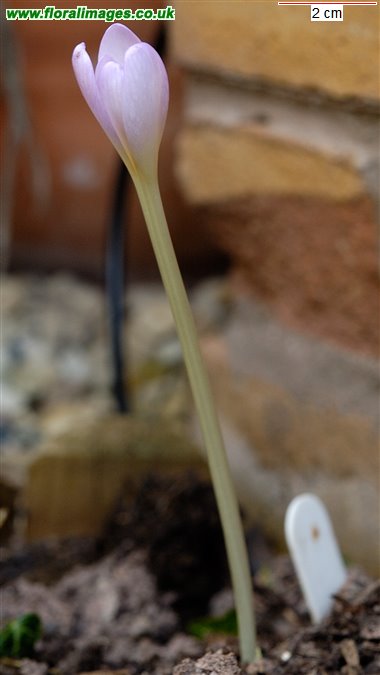 Colchicum alpinum