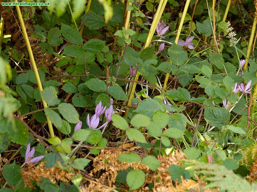 Colchicum autumnale