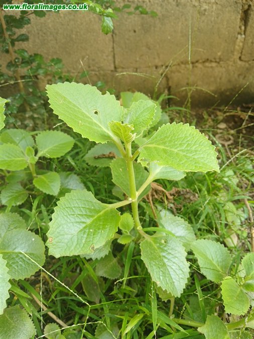 Coleus amboinicus