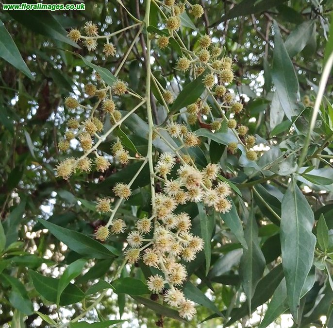 Conocarpus lancifolius