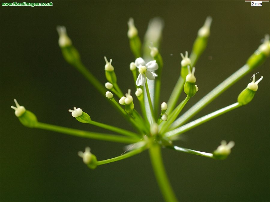 Conopodium majus
