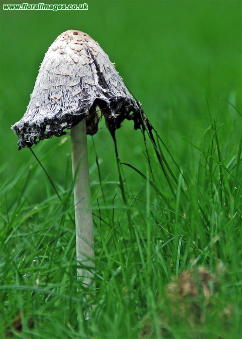 Coprinus comatus