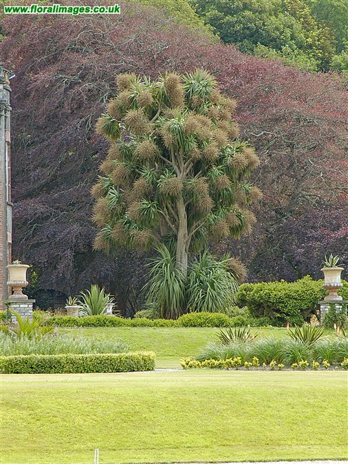 Cordyline australis