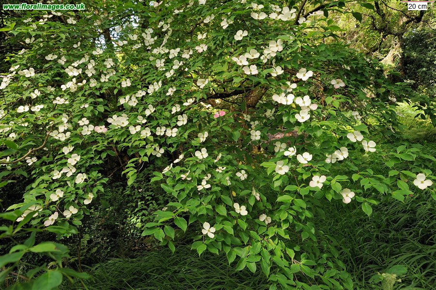Cornus capitata