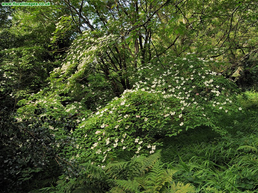 Cornus capitata