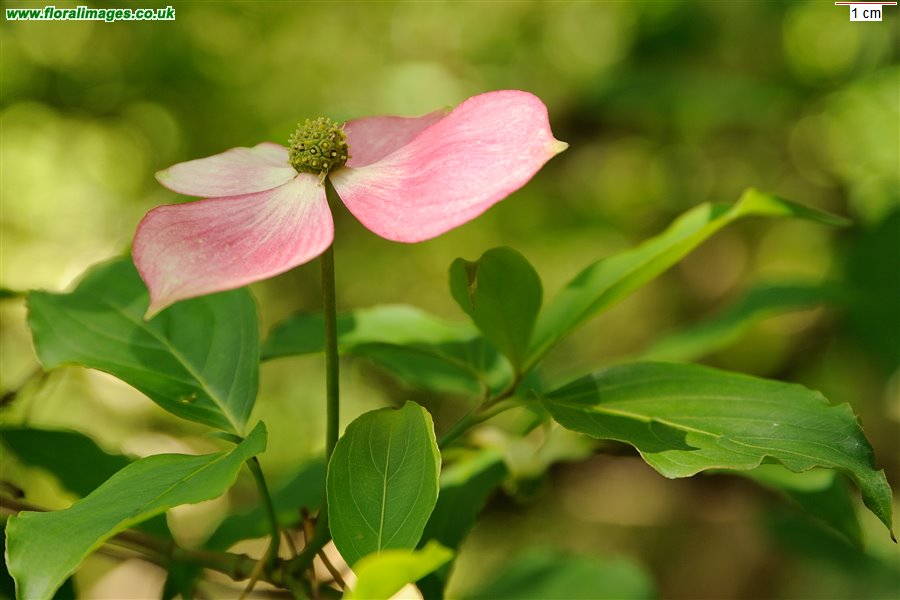 Cornus capitata