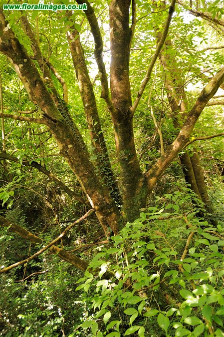 Cornus capitata