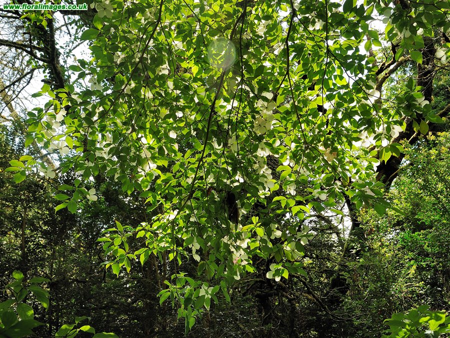 Cornus capitata