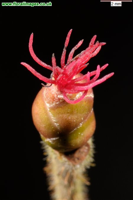 Corylus avellana
