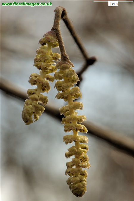 Corylus avellana