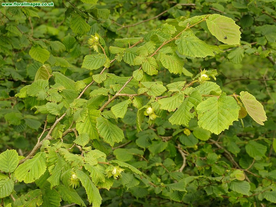 Corylus avellana