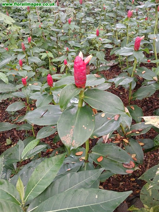 Costus spiralis