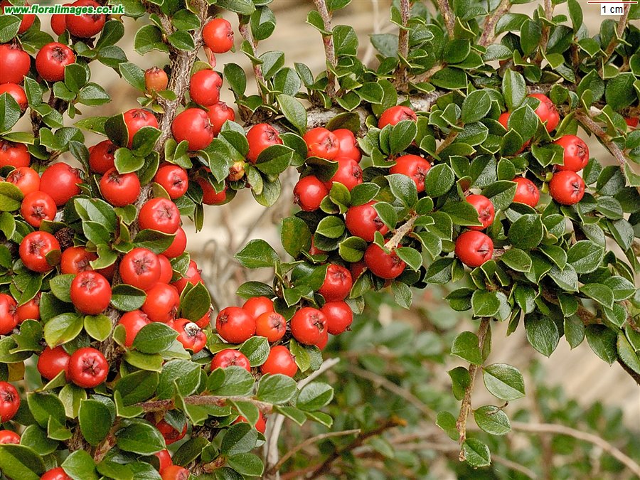 Cotoneaster horizontalis