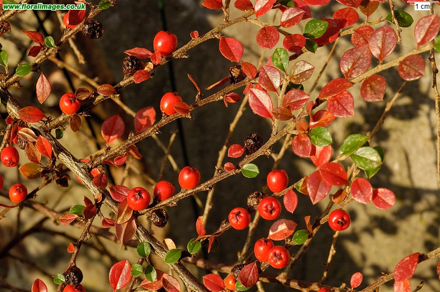 Cotoneaster horizontalis