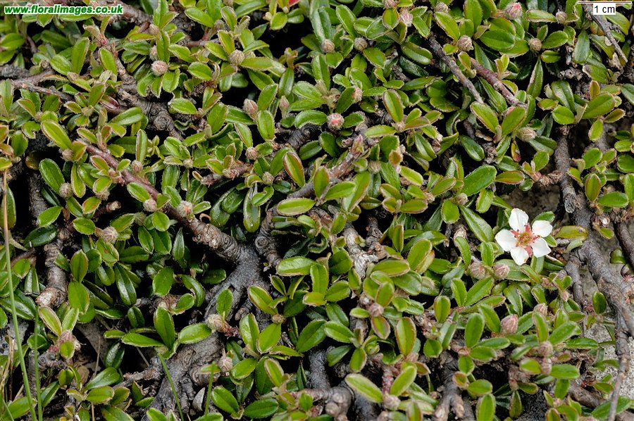 Cotoneaster integrifolius
