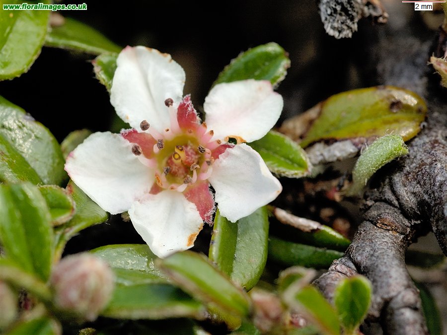 Cotoneaster integrifolius