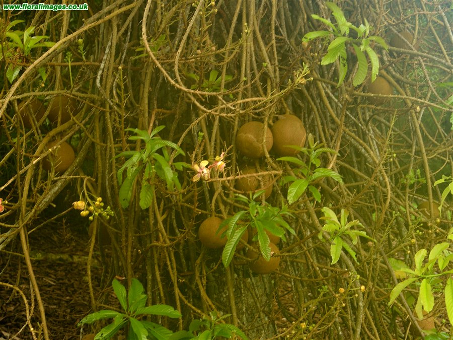 Couroupita guianensis