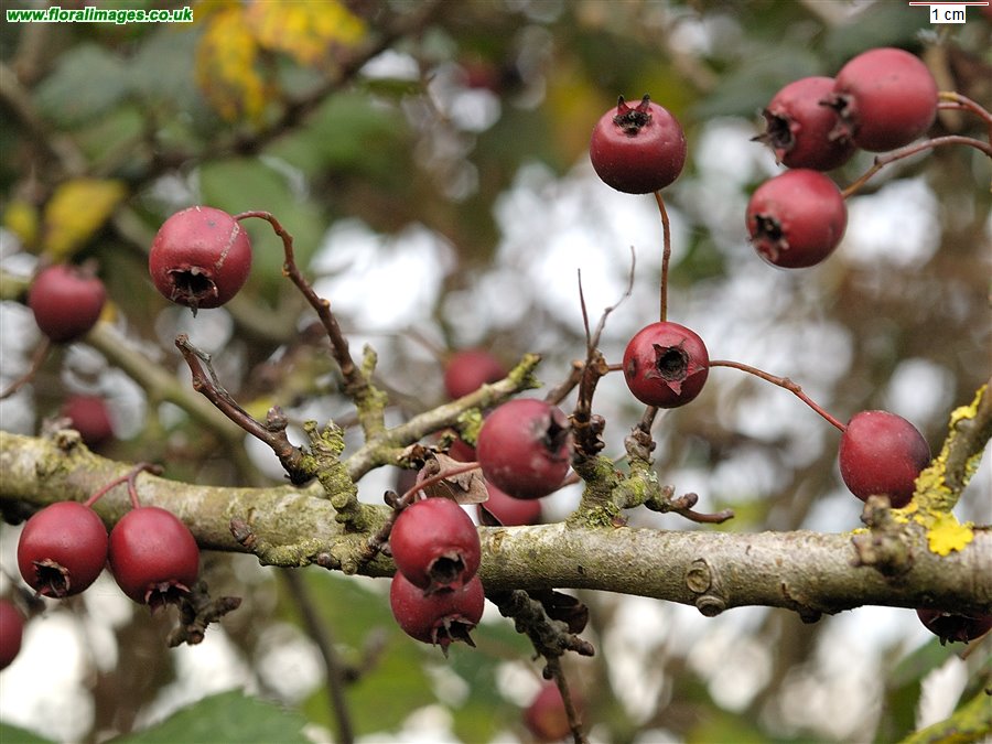 Crataegus monogyna