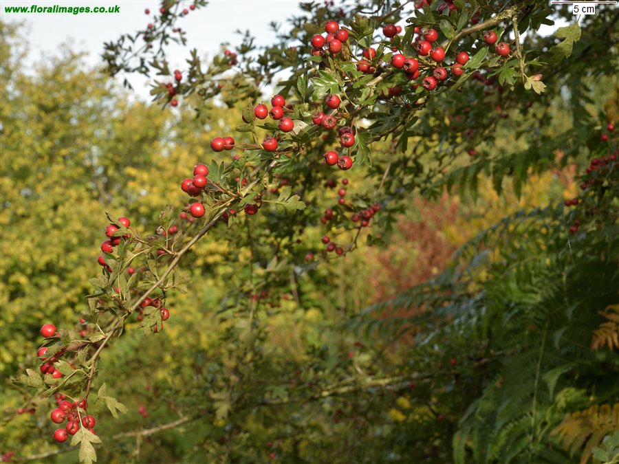 Crataegus monogyna