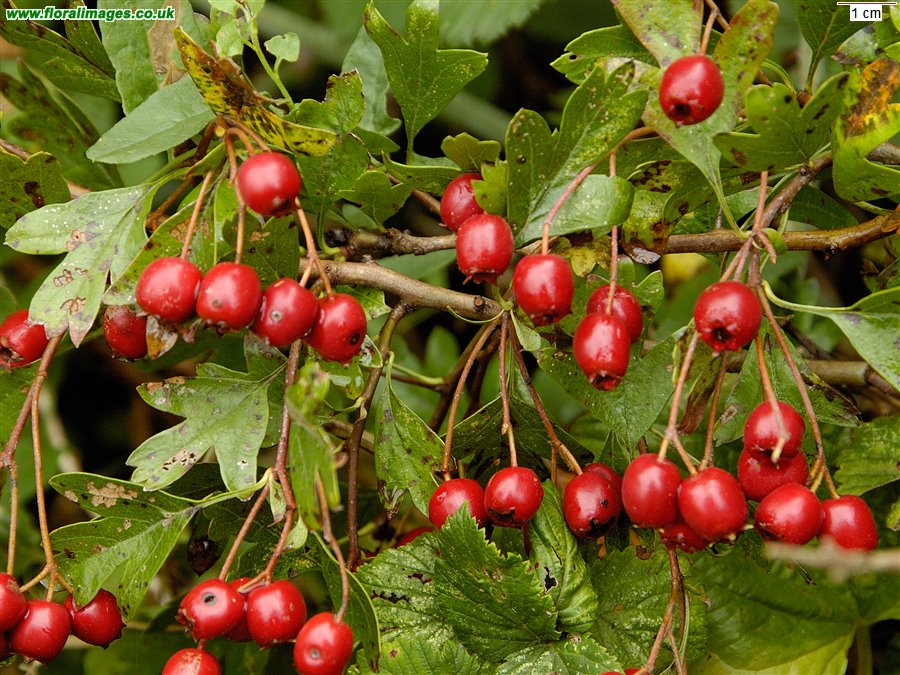 Crataegus monogyna