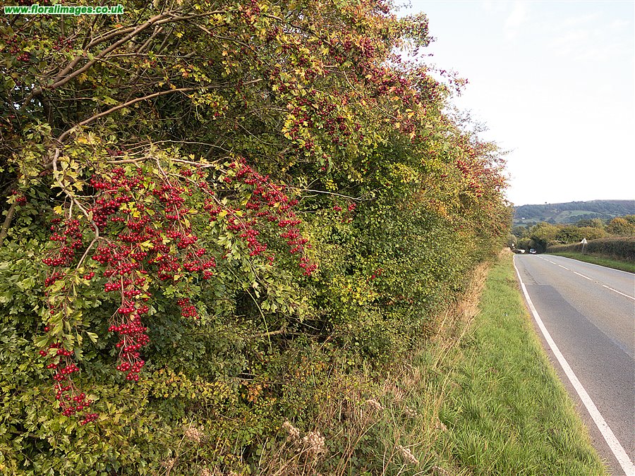 Crataegus rhipidophylla