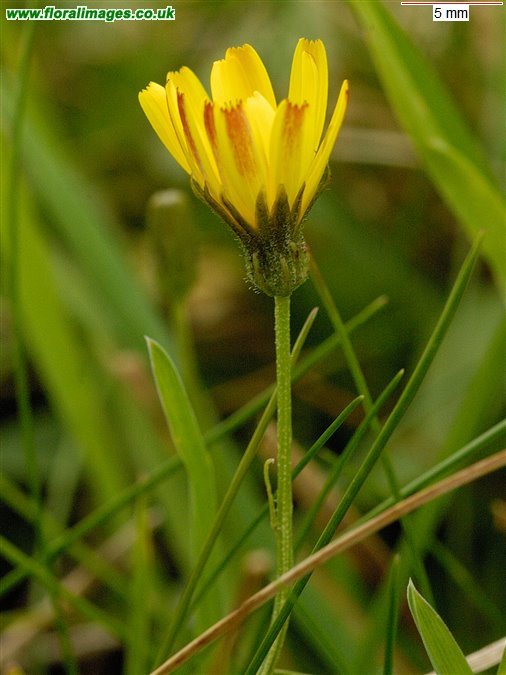Crepis biennis