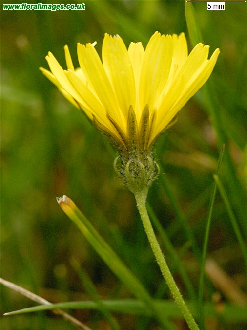 Crepis biennis