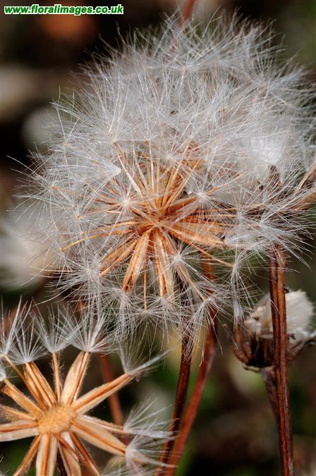 Crepis foetida