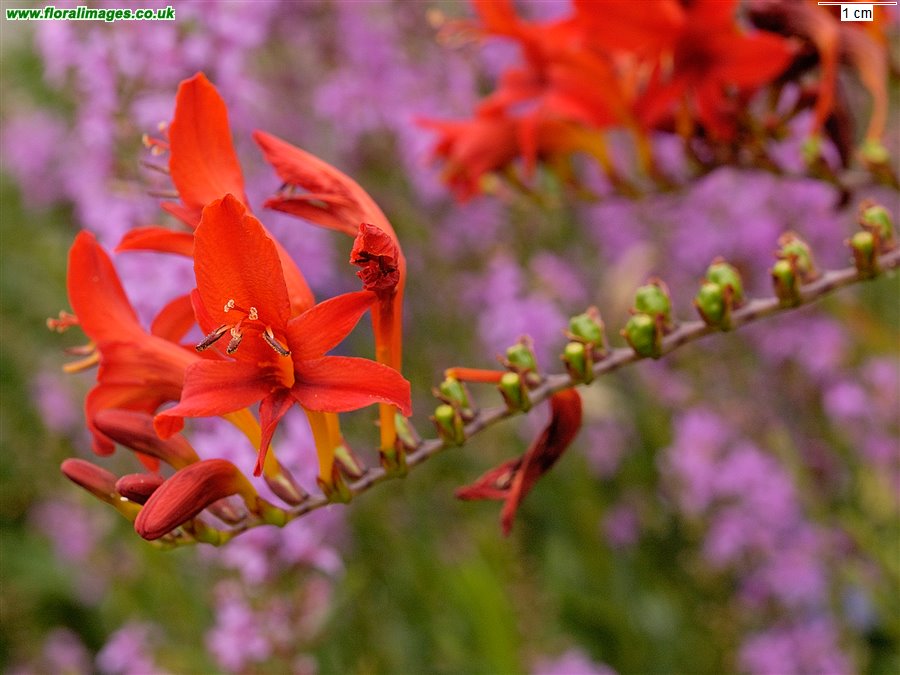 Crocosmia