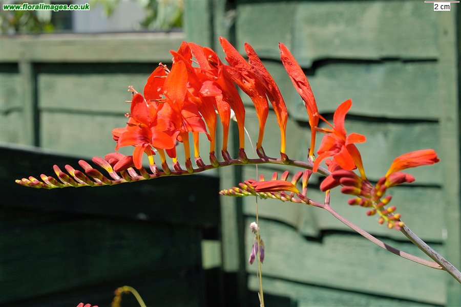 Crocosmia