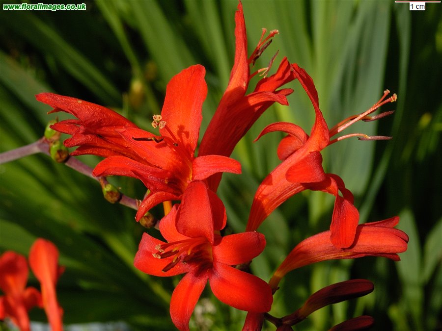 Crocosmia