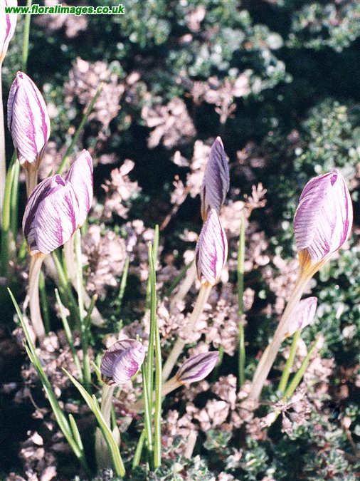 Crocus laevigatus