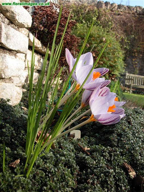 Crocus laevigatus