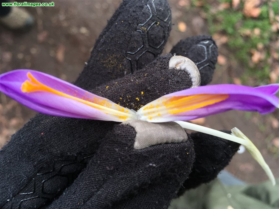 Crocus tommasinianus