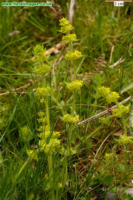 Cruciata laevipes