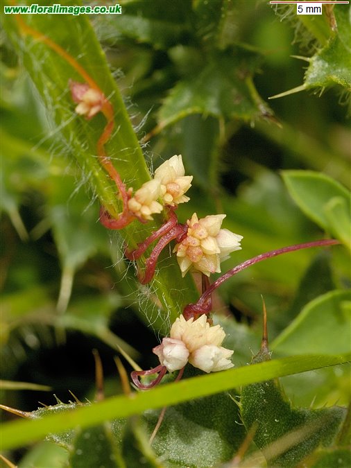 Cuscuta epithymum