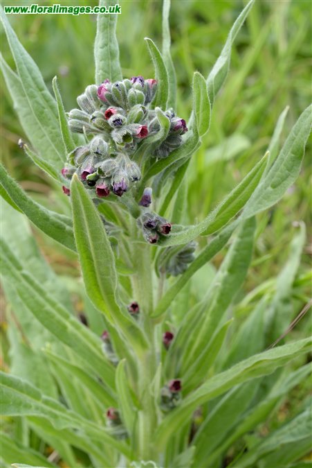 Cynoglossum officinale