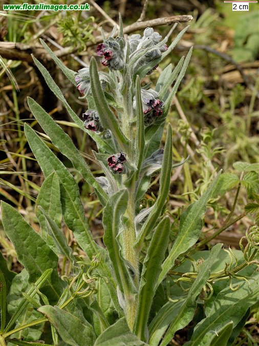 Cynoglossum officinale