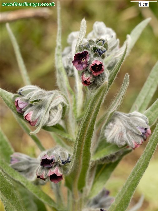 Cynoglossum officinale