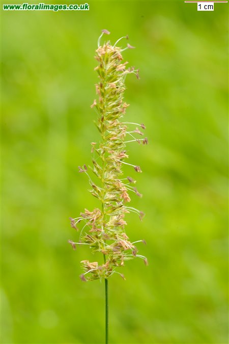 Cynosurus cristatus