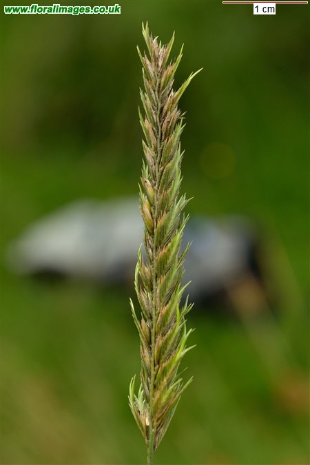 Cynosurus cristatus