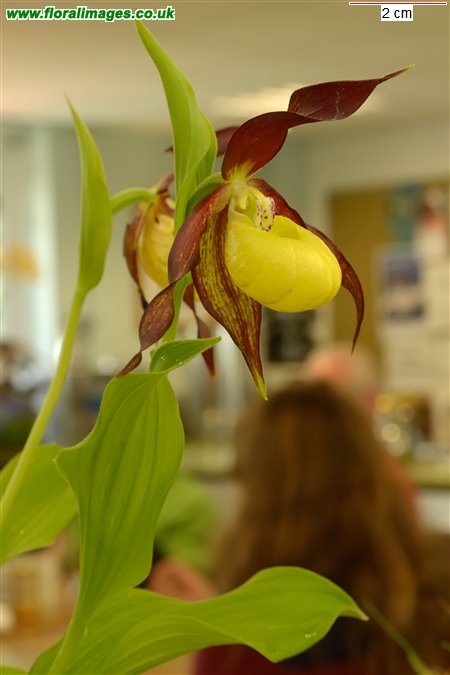 Cypripedium calceolus