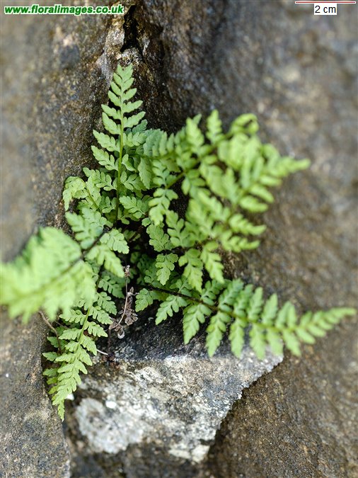 Cystopteris fragilis