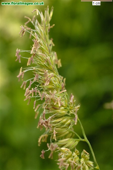 Dactylis glomerata